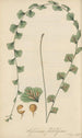 Asplenium flabelliforme - William Jackson Hooker — widok dzieła