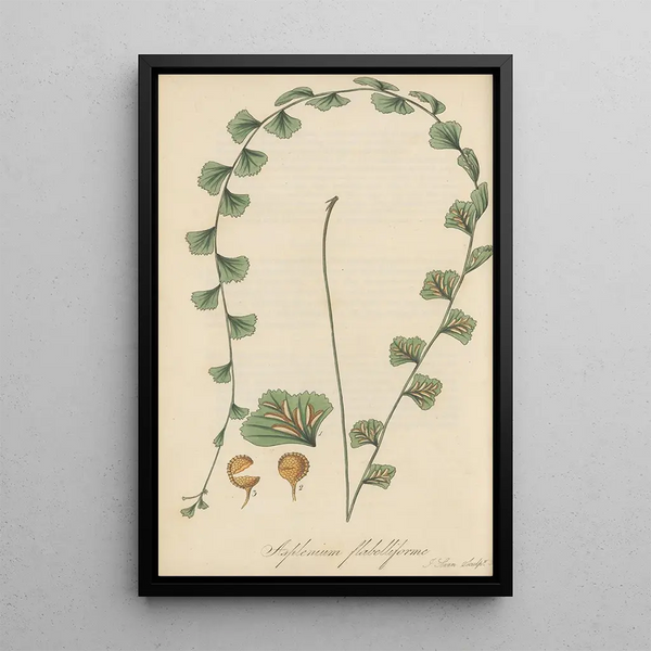 William Jackson Hooker - Asplenium flabelliforme.webp