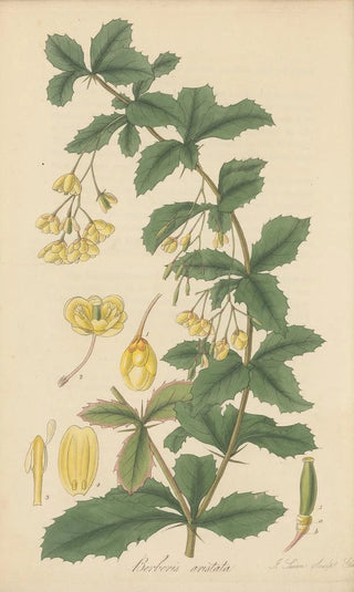 William Jackson Hooker - Berberis aristata.webp