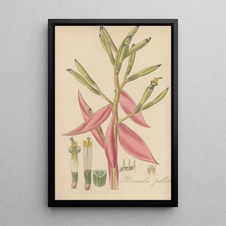 William Jackson Hooker - Bromelia pallida.webp
