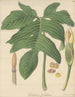 Caladium pedatum - William Jackson Hooker — widok dzieła