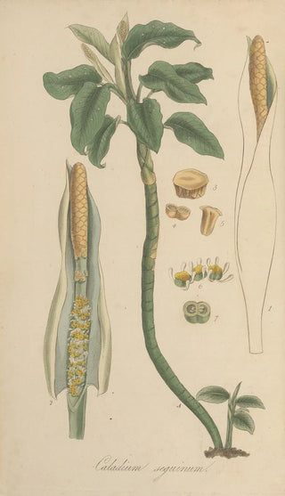William Jackson Hooker - Caladium seguinum.webp