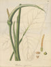 Un caladium vierge - William Jackson Hooker — widok dzieła