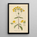 Calceolaria rugosa - William Jackson Hooker — oprawiony obraz na ścianie