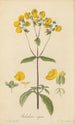 Calceolaria rugosa - William Jackson Hooker — widok dzieła