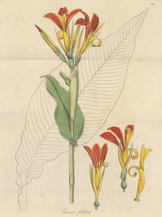 William Jackson Hooker - Canna patens.webp