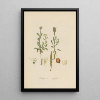 William Jackson Hooker - Cardamine resedifolia.webp