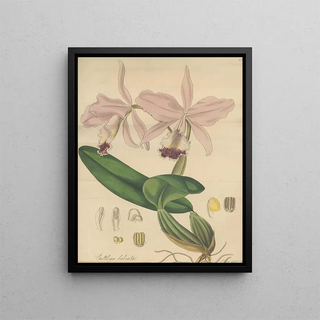 William Jackson Hooker - Cattleya labiata.webp