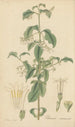 Chiococca racemosa - William Jackson Hooker — widok dzieła