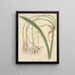 Crinum undulatum - William Jackson Hooker — oprawiony obraz na ścianie
