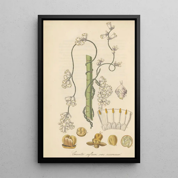 William Jackson Hooker - Cuscuta verrucosa.webp