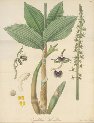 William Jackson Hooker - Cymbidium bituberculatum.webp