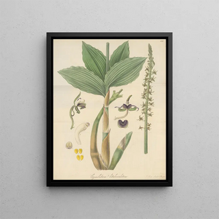 William Jackson Hooker - Cymbidium bituberculatum.webp