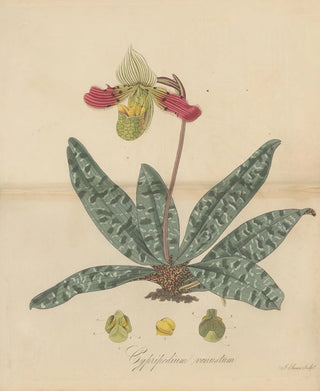 William Jackson Hooker - Cypripedium venustum.webp