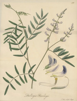 William Jackson Hooker - Dalbergia Barclayii.webp