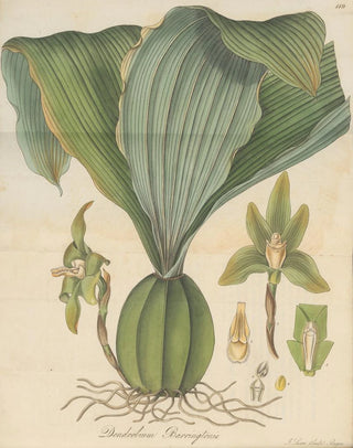 William Jackson Hooker - Dendrobium Barringtoniae.webp