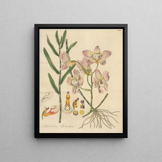 William Jackson Hooker - Dendrobium Calceolaria.webp