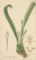 Dendrobium album - William Jackson Hooker — widok dzieła