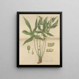 William Jackson Hooker - Dorstenia arifolia.webp