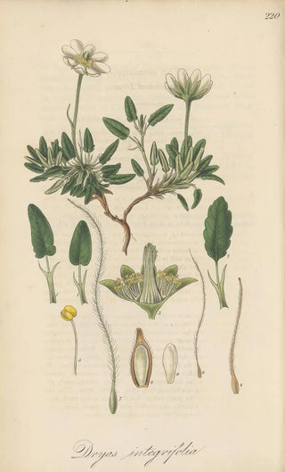 William Jackson Hooker - Dryas integrifolia.webp