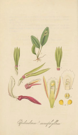 William Jackson Hooker - Epidendrum monophyllum.webp