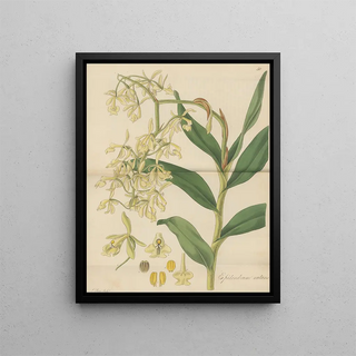 William Jackson Hooker - Epidendrum nutans.webp