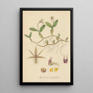 William Jackson Hooker - Epidendrum polybulbon.webp