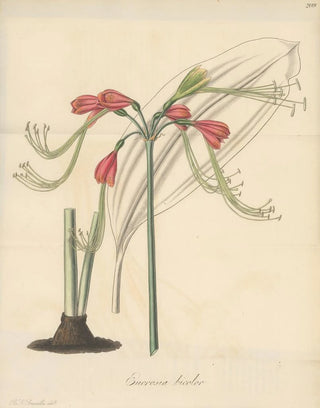 William Jackson Hooker - Eucrosia bicolor.webp