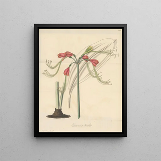 William Jackson Hooker - Eucrosia bicolor.webp
