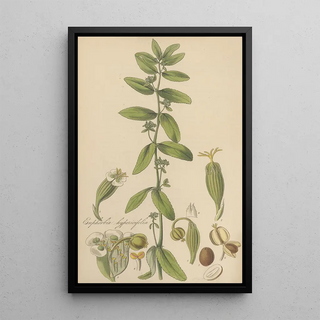 William Jackson Hooker - Euphorbia hypericifolia.webp