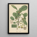 Ficus nitida - William Jackson Hooker — oprawiony obraz na ścianie
