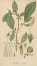 Fieldia australis - William Jackson Hooker — widok dzieła
