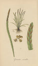 Grammitis serrulata - William Jackson Hooker — widok dzieła