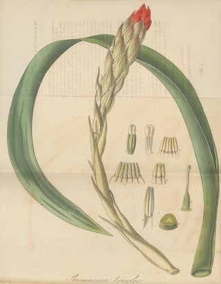 William Jackson Hooker - Gusmannia tricolor.webp