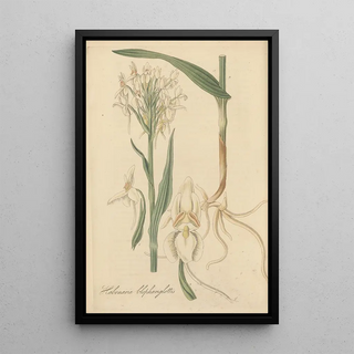 William Jackson Hooker - Habenaria blephariglottis.webp