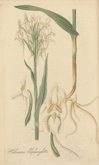 William Jackson Hooker - Habenaria blephariglottis.webp