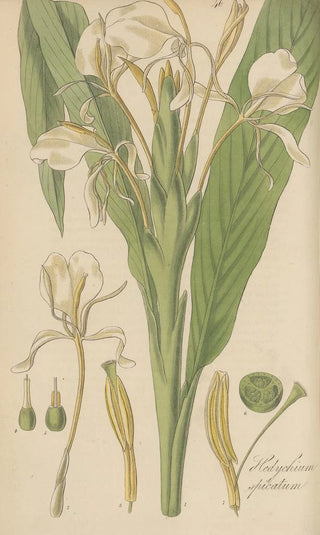 William Jackson Hooker - Hedychium spicatum.webp