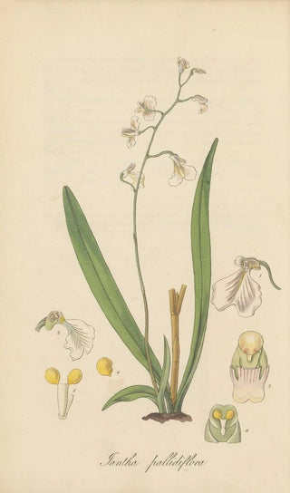 William Jackson Hooker - Iantha pallidiflora.webp