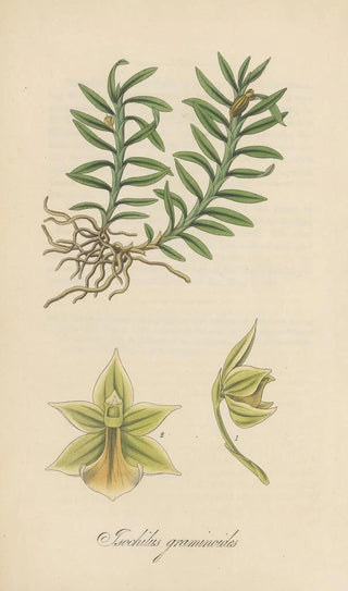 William Jackson Hooker - Isochilus graminoides.webp