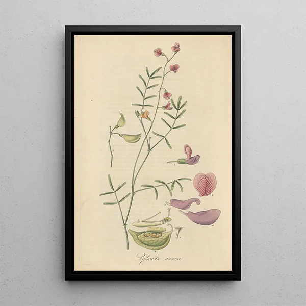 William Jackson Hooker - Lessertia annua.webp