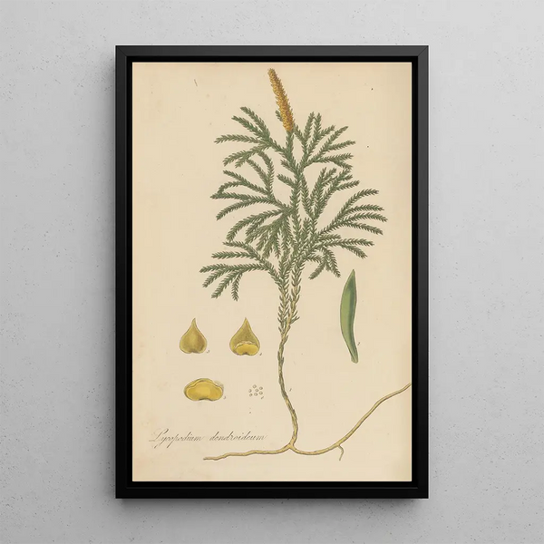 William Jackson Hooker - Lycopodium dendroideum.webp