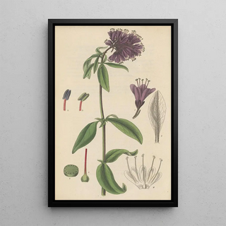 William Jackson Hooker - Lysimachia atropurpurea.webp