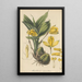 Maxillaria aromatica - William Jackson Hooker — oprawiony obraz na ścianie
