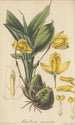 Maxillaria aromatica - William Jackson Hooker — widok dzieła