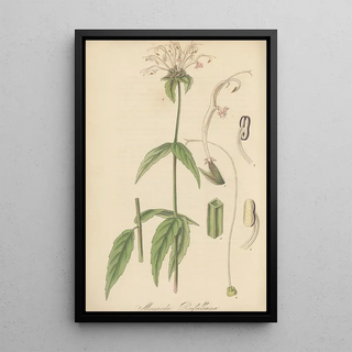 William Jackson Hooker - Monarda Russelliana.webp