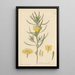Oenothera serrulata - William Jackson Hooker — oprawiony obraz na ścianie