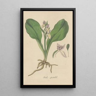William Jackson Hooker - Orchis spectabilis.webp