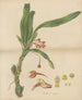 Ornithidium cramoisi - William Jackson Hooker — widok dzieła