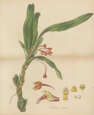 William Jackson Hooker - Ornithidium coccineum.webp