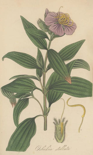 William Jackson Hooker - Osbeckia stellata.webp